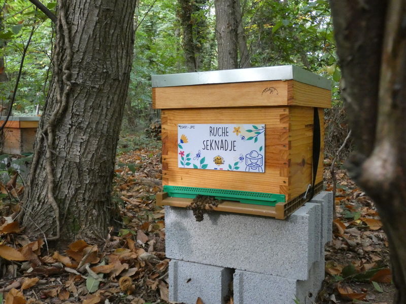 La ruche Seknadje