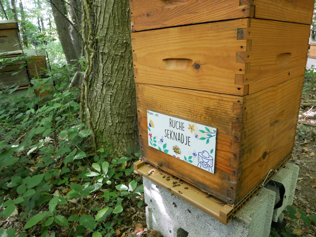 La ruche Seknadje