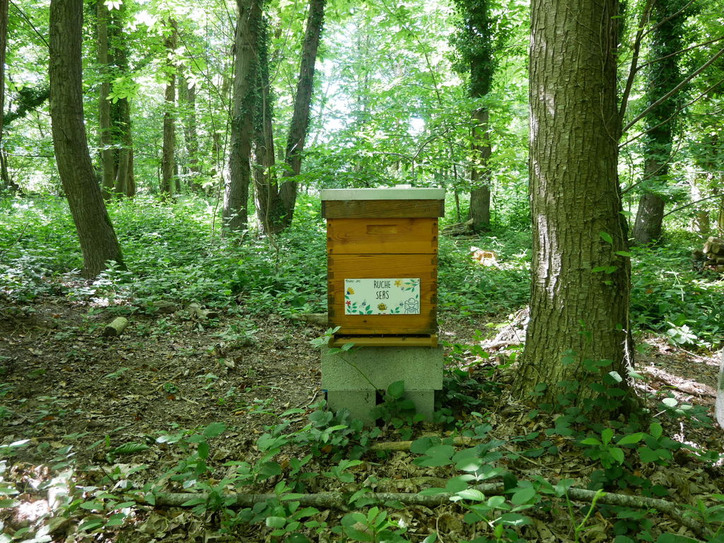 La ruche Sers