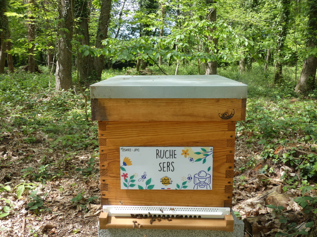 La ruche Sers