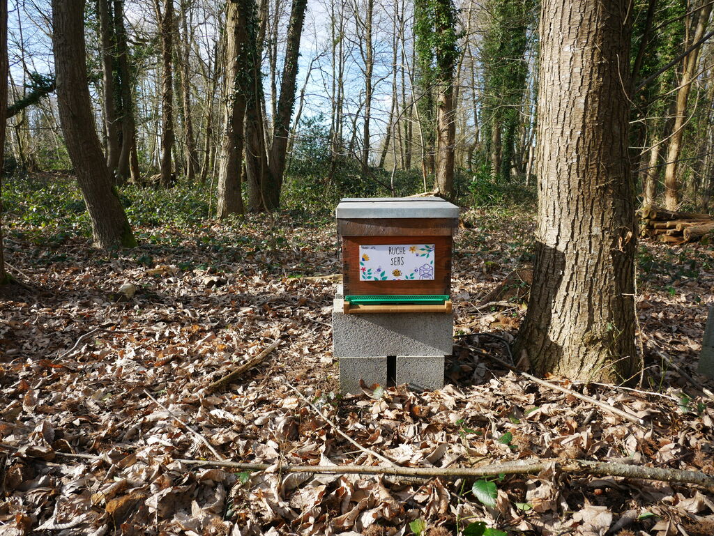 La ruche Sers
