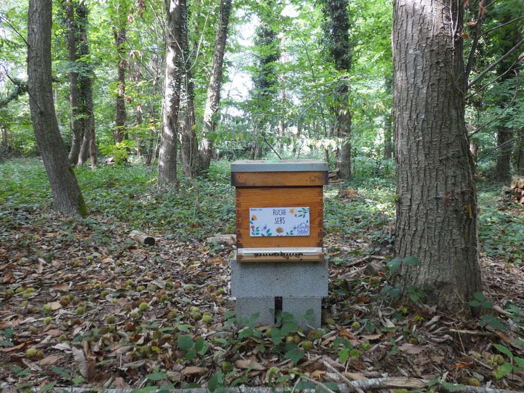 La ruche Sers
