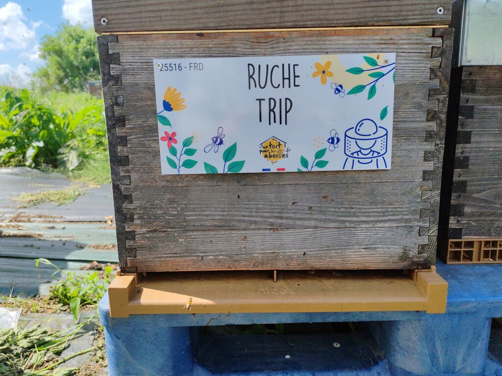 La ruche Trip