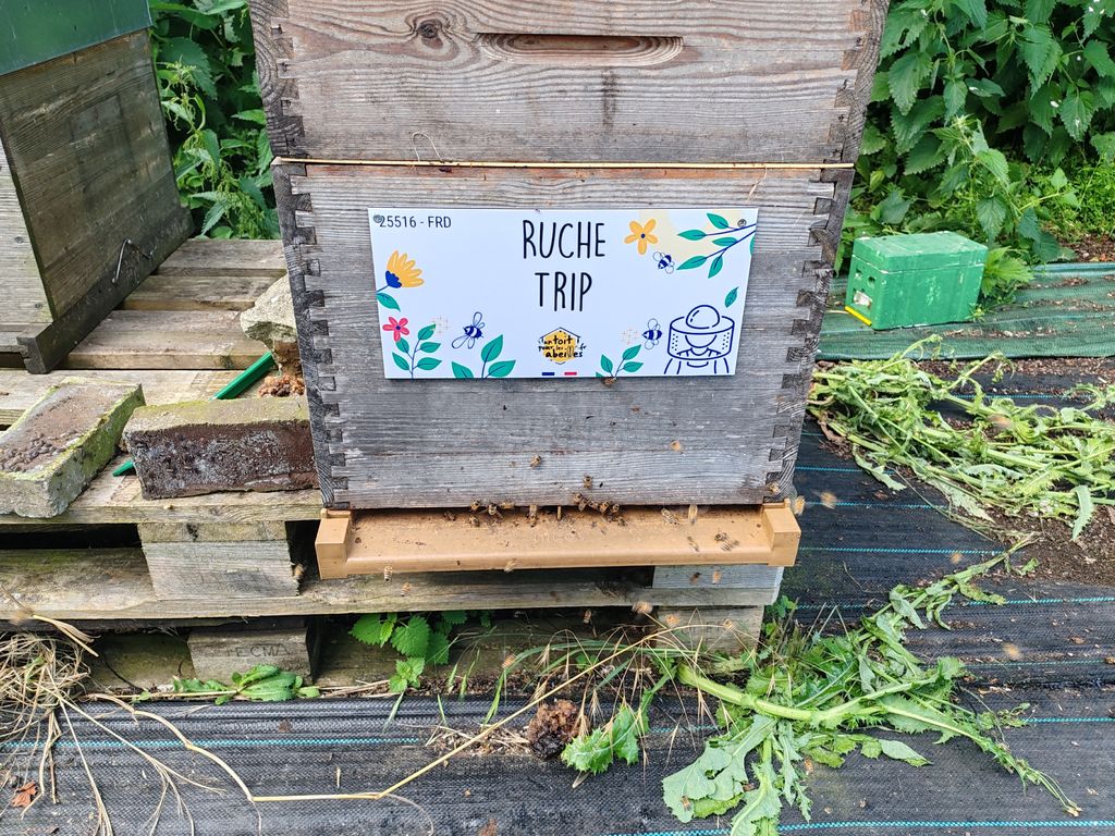La ruche Trip