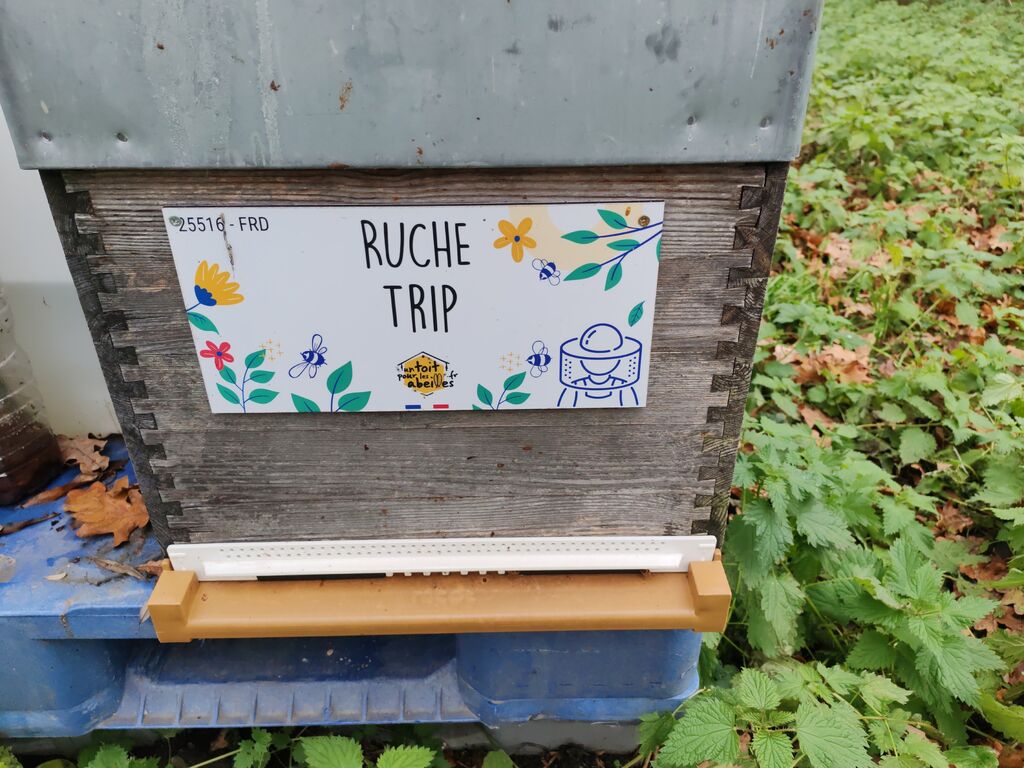 La ruche Trip