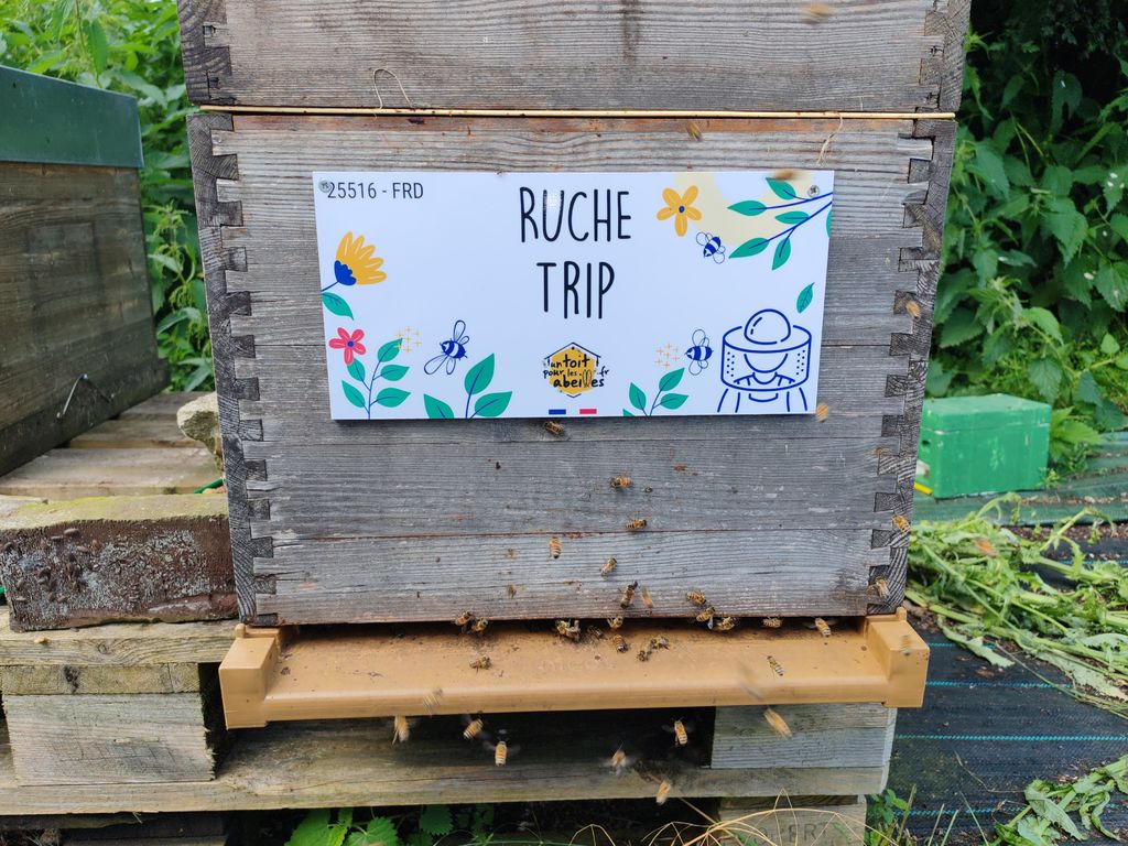 La ruche Trip