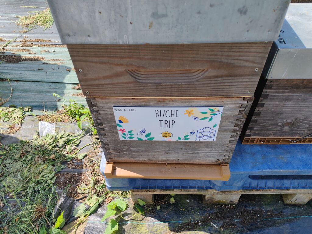 La ruche Trip
