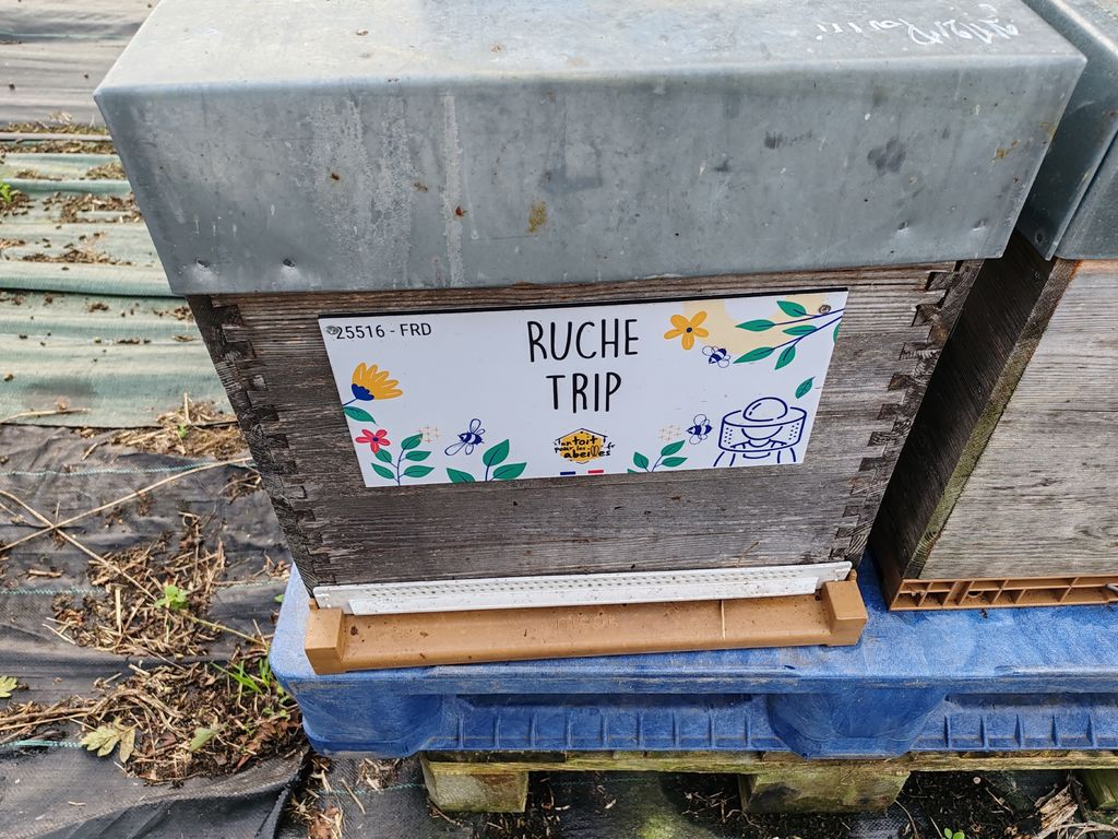La ruche Trip