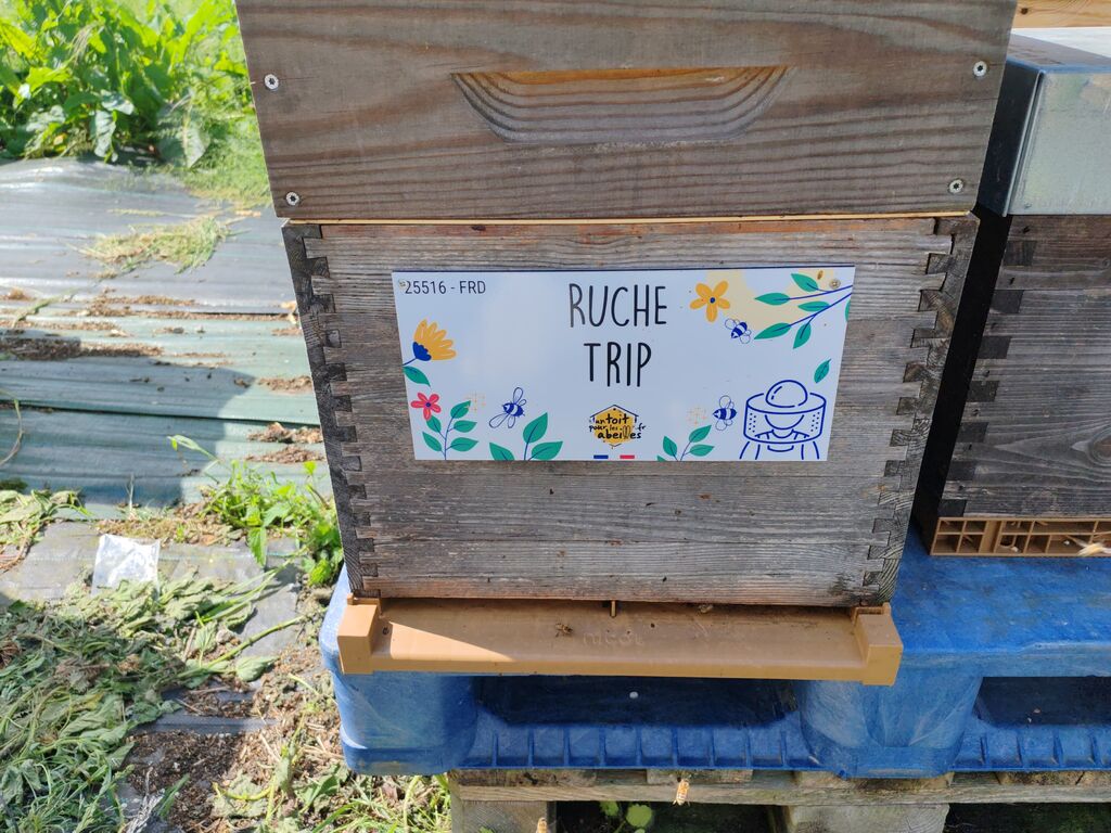 La ruche Trip