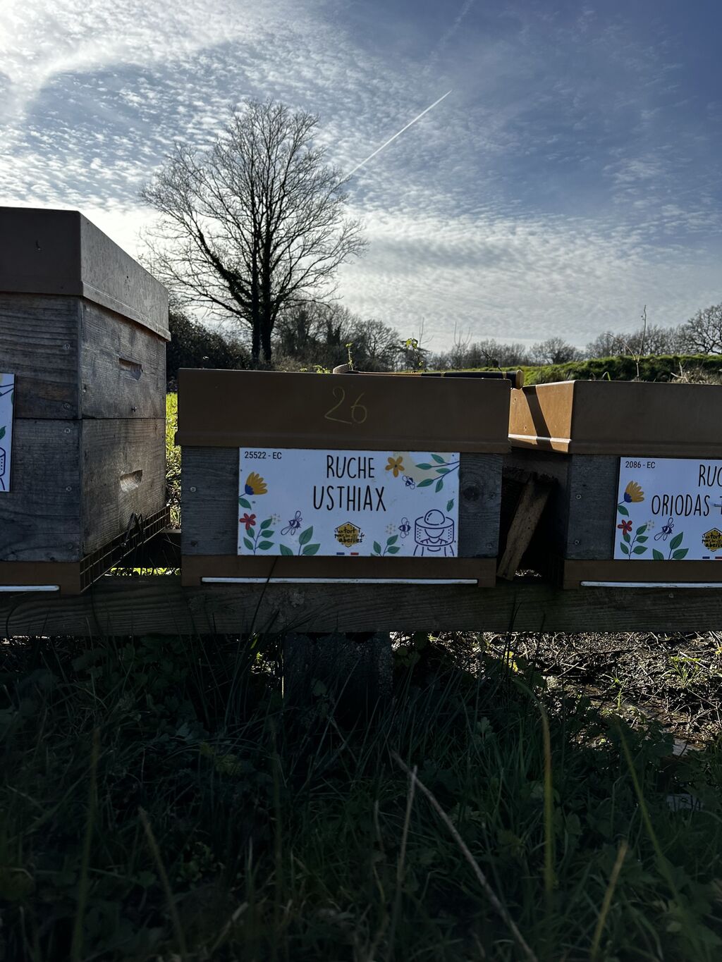 La ruche Usthiax