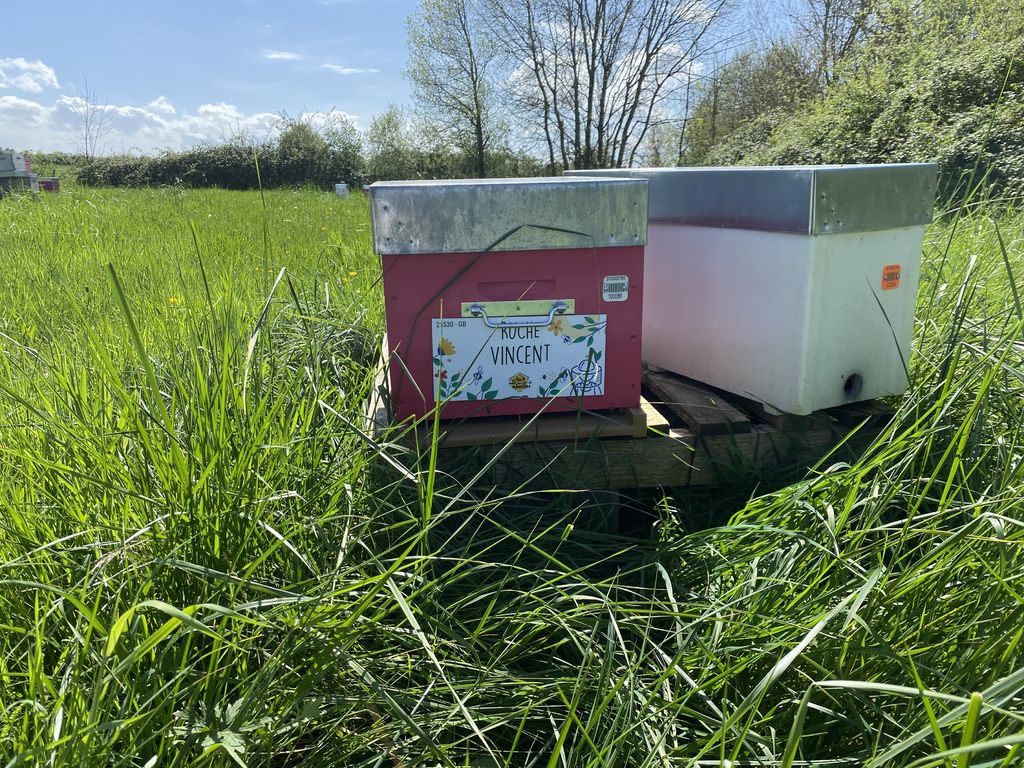 La ruche Vincent