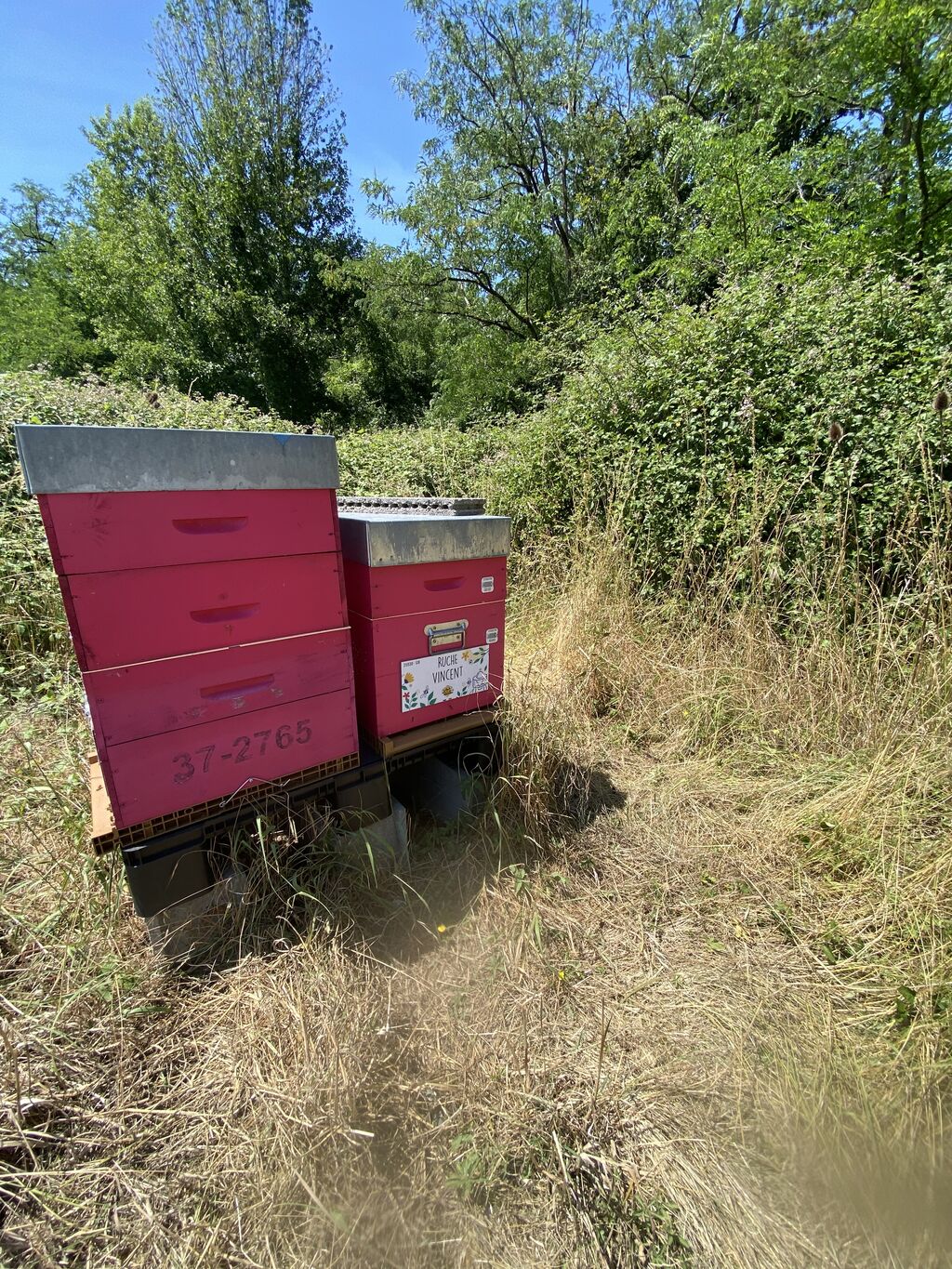 La ruche Vincent