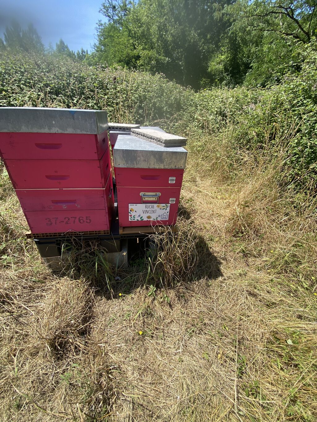 La ruche Vincent