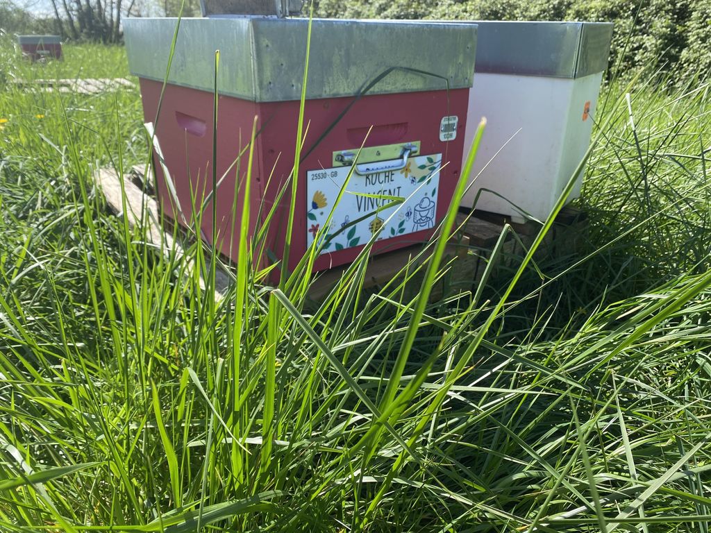 La ruche Vincent