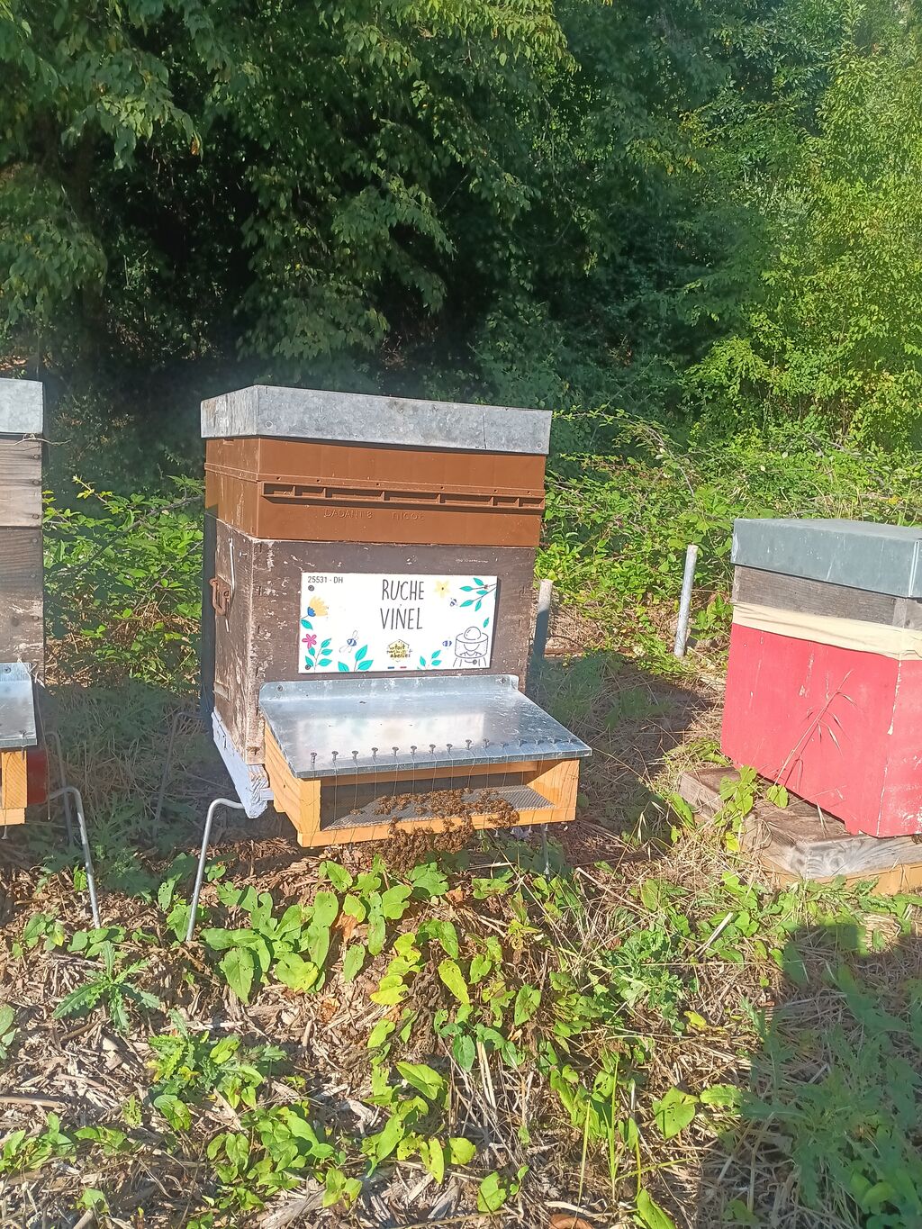 La ruche Vinel