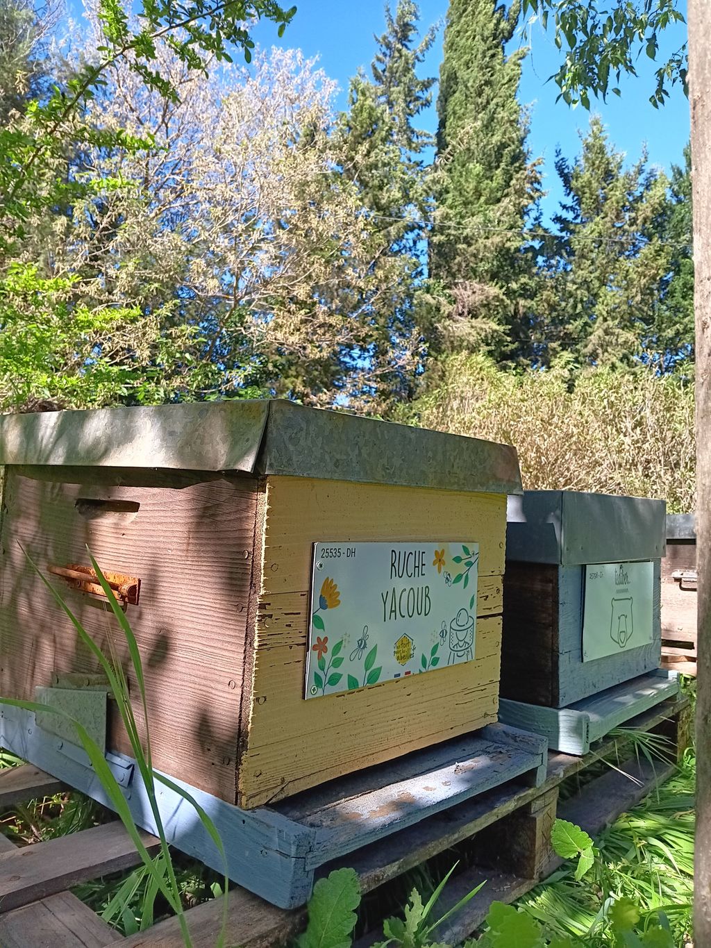 La ruche Yacoub