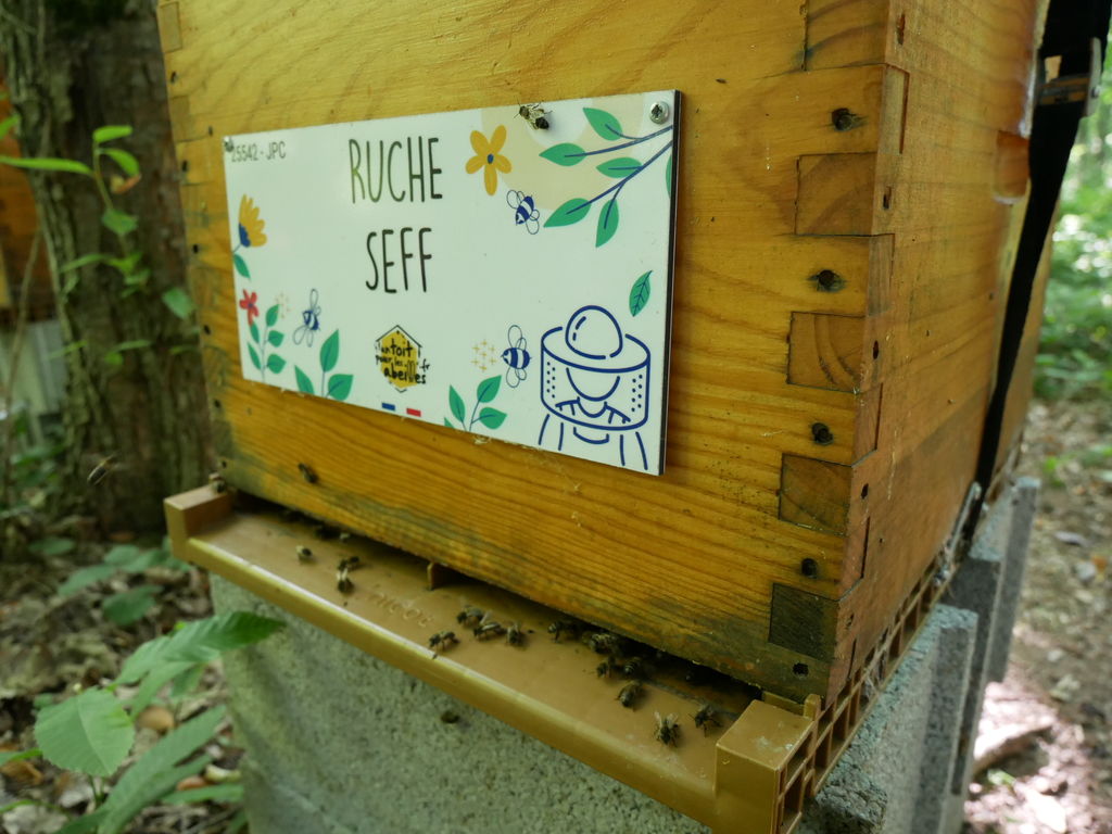La ruche Seff
