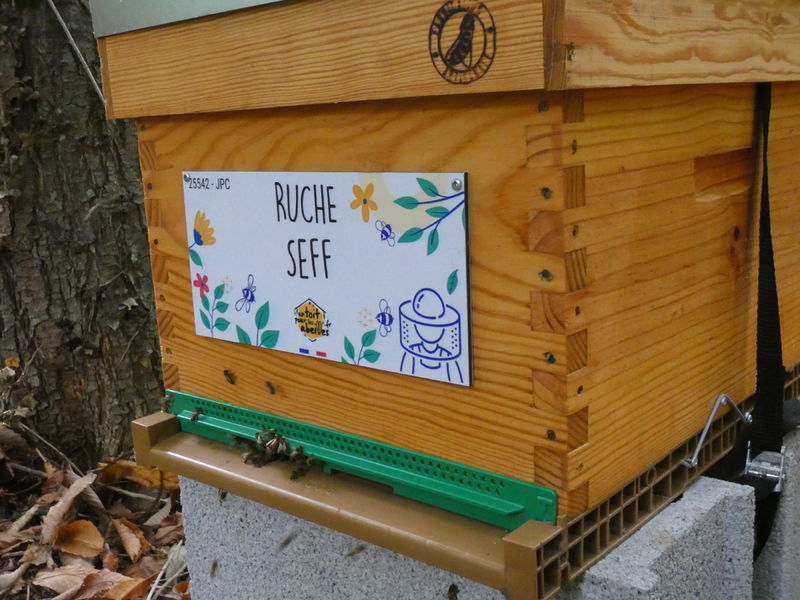 La ruche Seff
