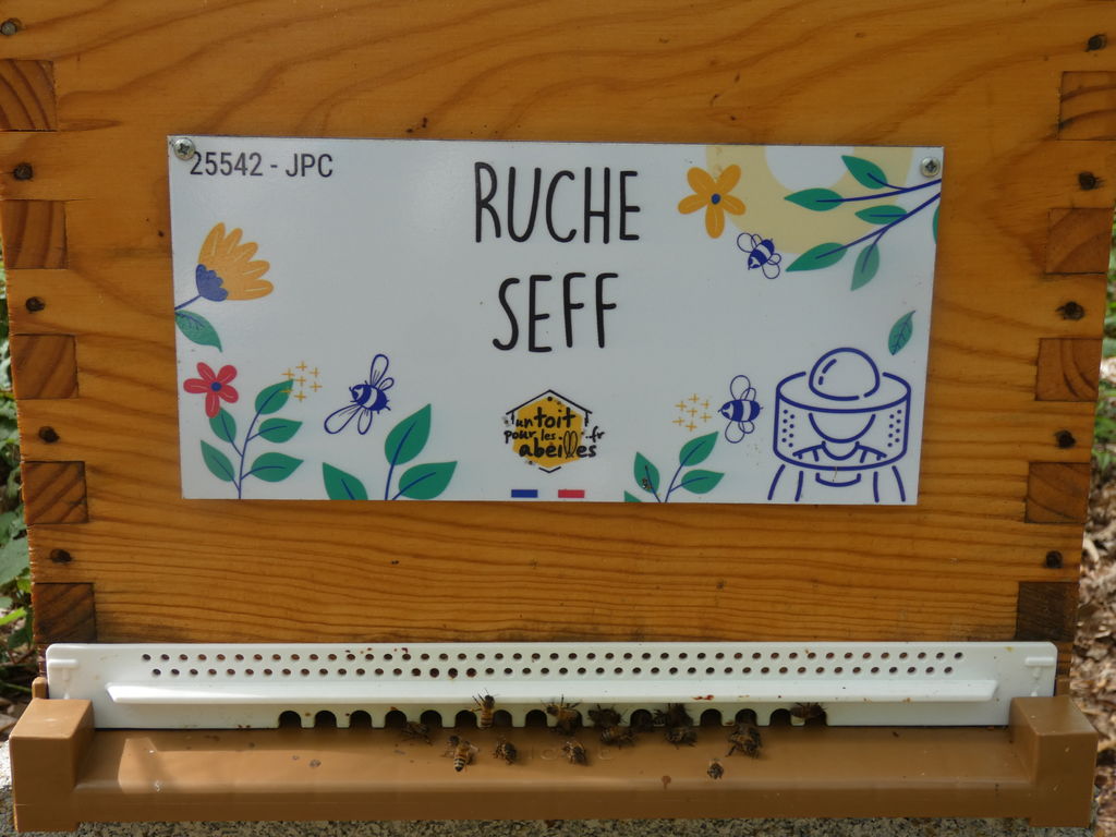 La ruche Seff