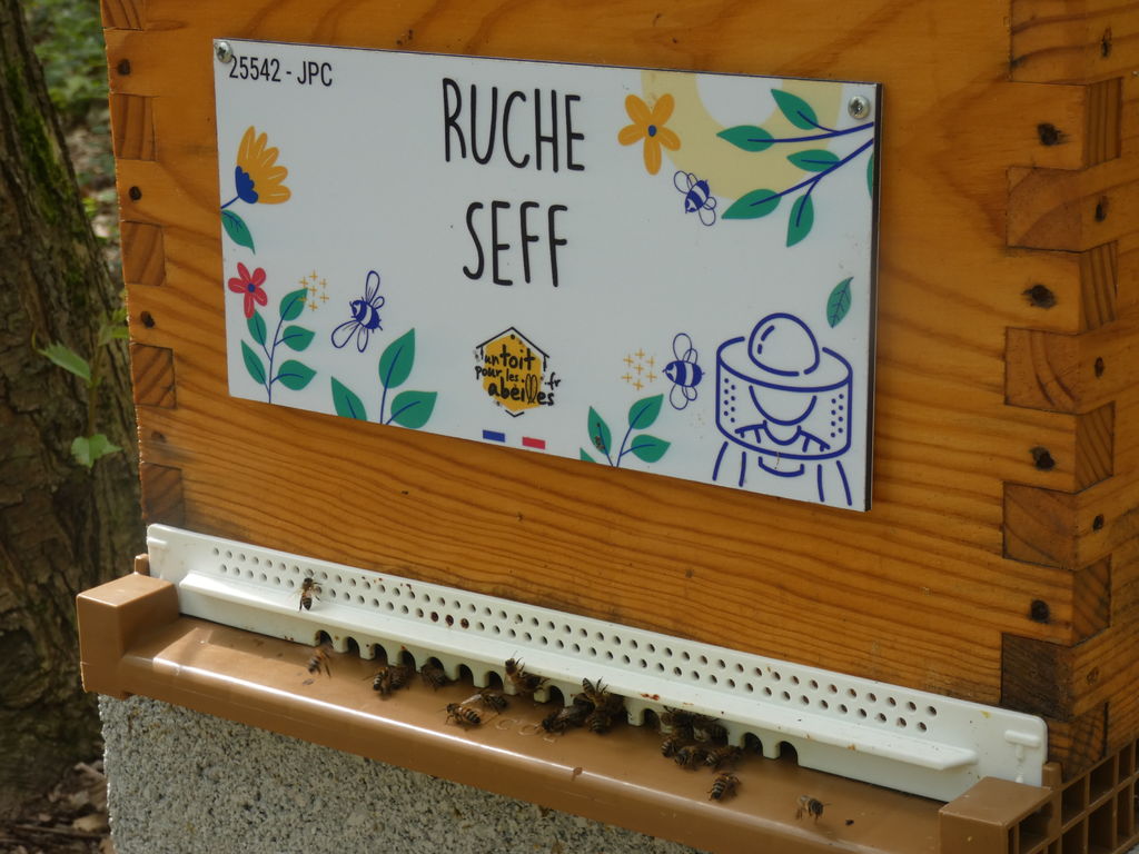 La ruche Seff