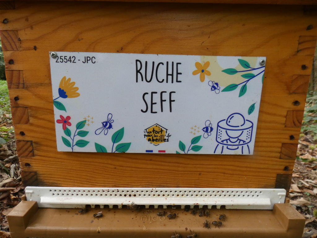 La ruche Seff