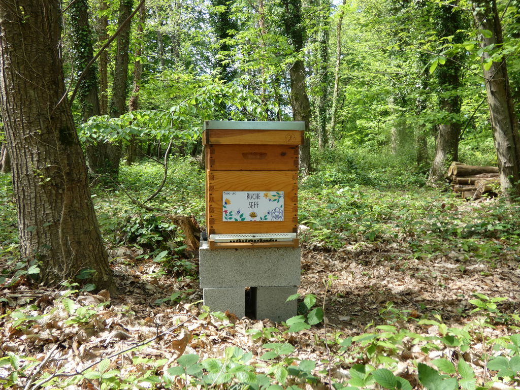 La ruche Seff