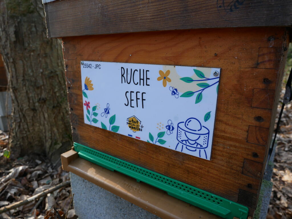 La ruche Seff