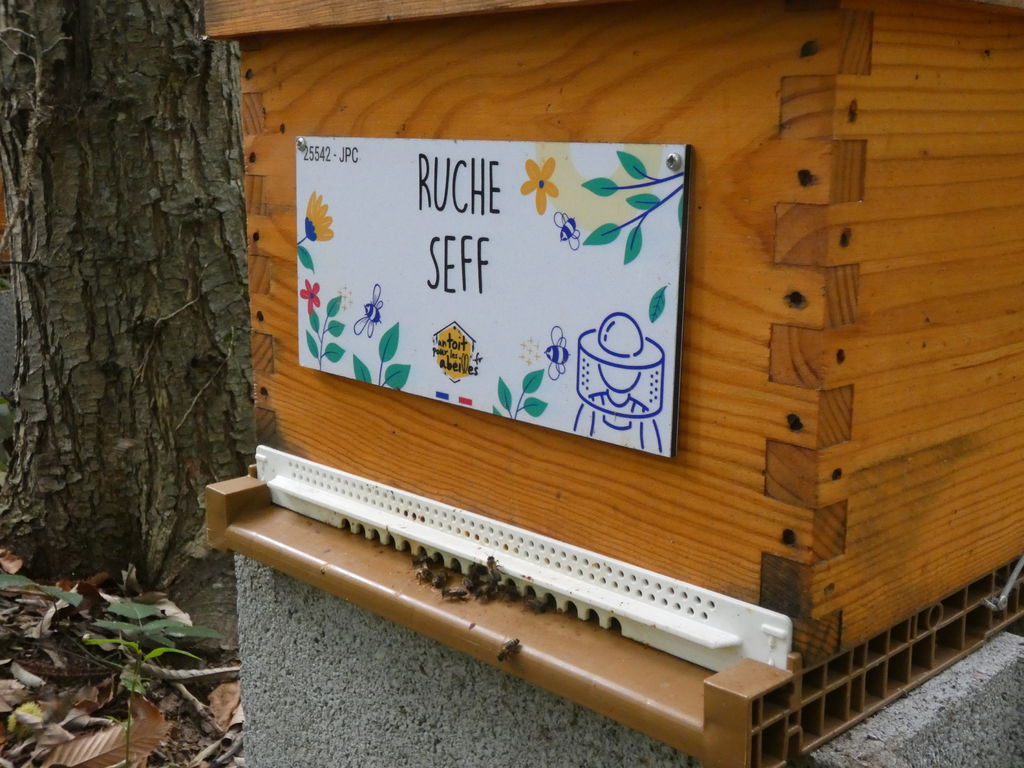 La ruche Seff