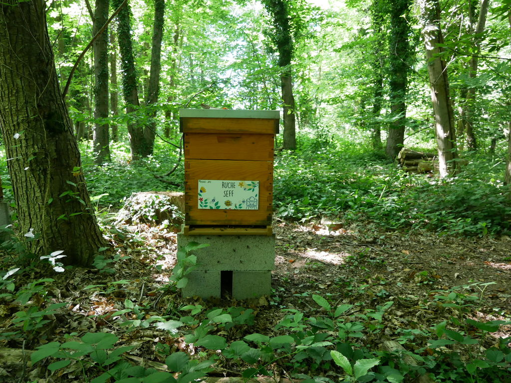 La ruche Seff