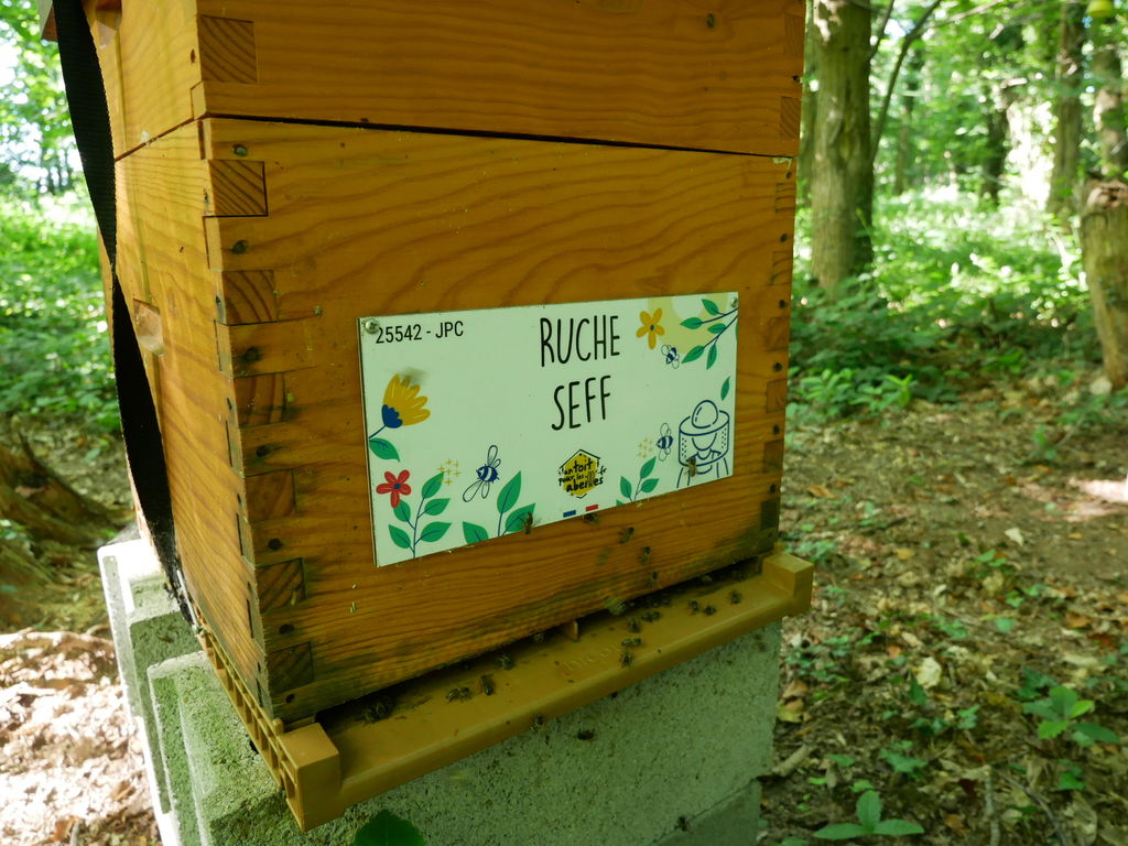 La ruche Seff