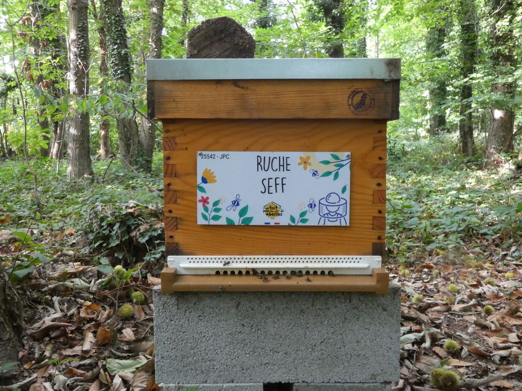 La ruche Seff