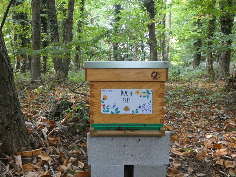 La ruche Seff