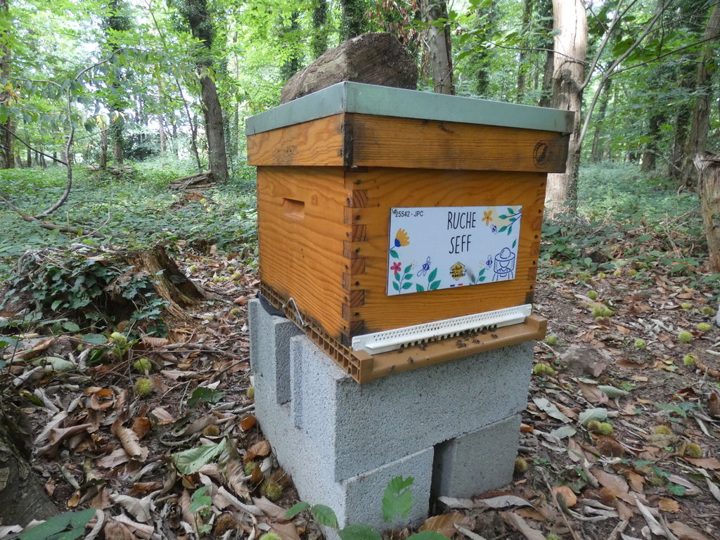 La ruche Seff
