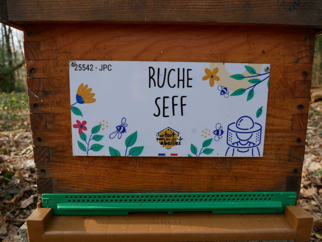 La ruche Seff