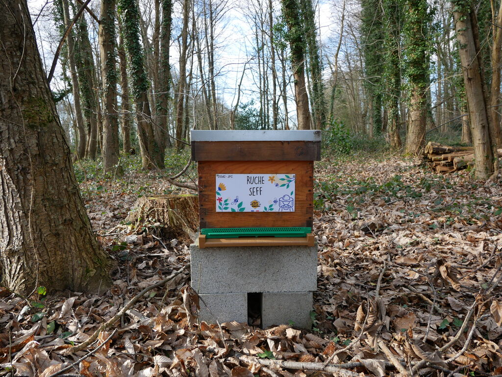 La ruche Seff