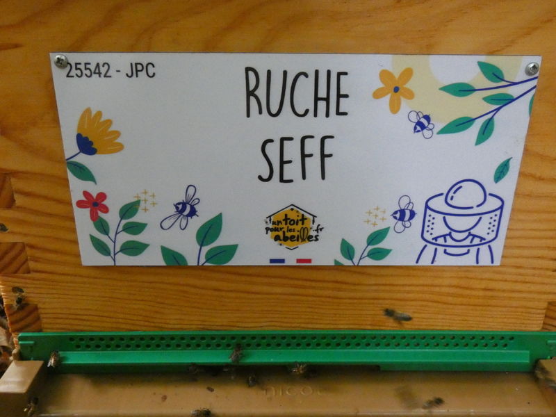 La ruche Seff