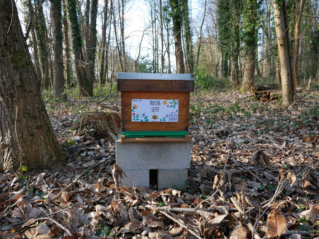 La ruche Seff