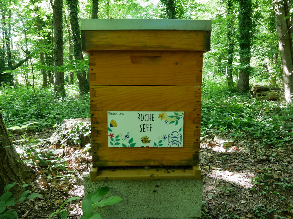 La ruche Seff