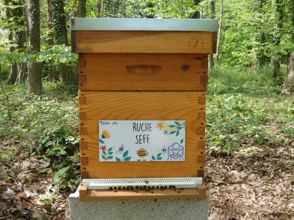 La ruche Seff