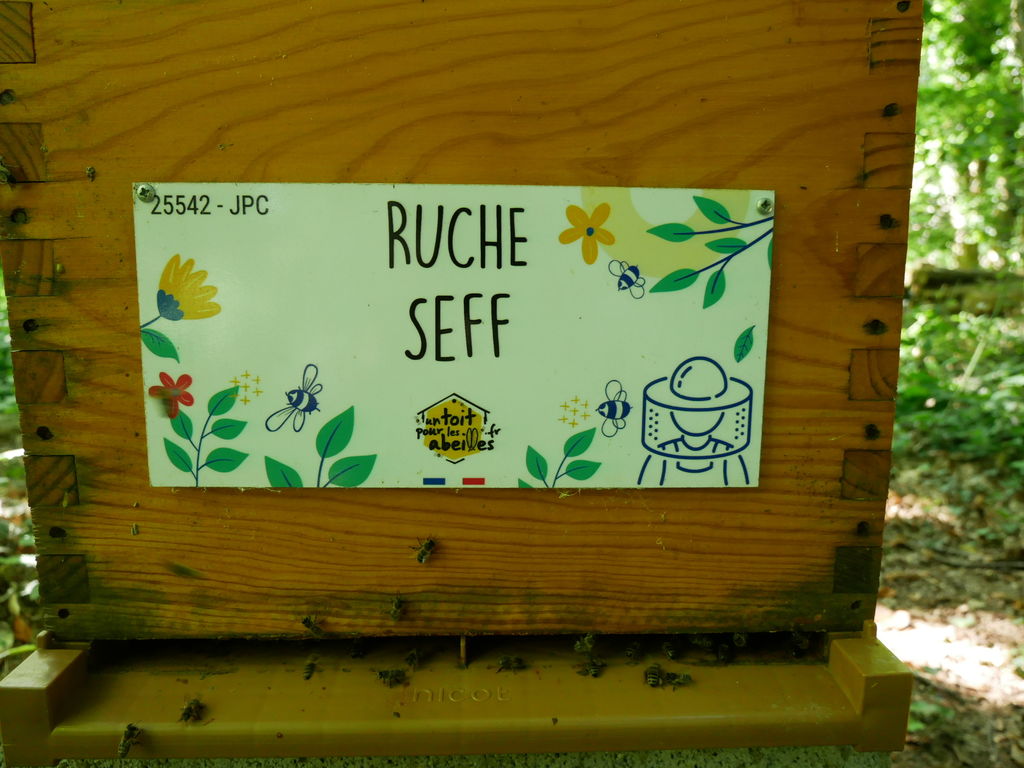 La ruche Seff