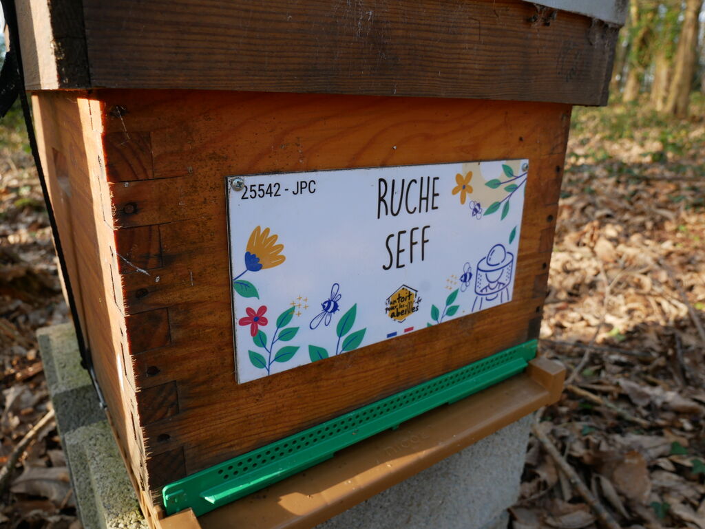 La ruche Seff