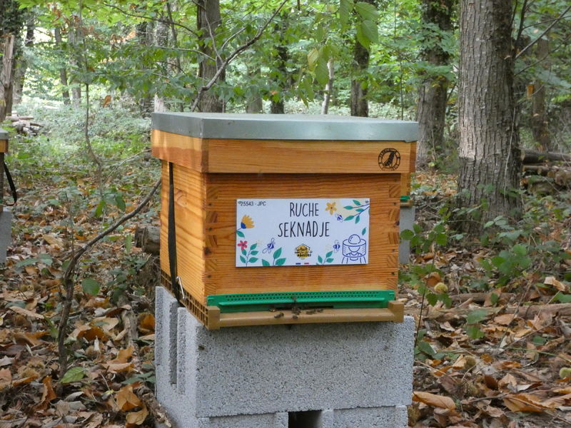 La ruche Seknadje