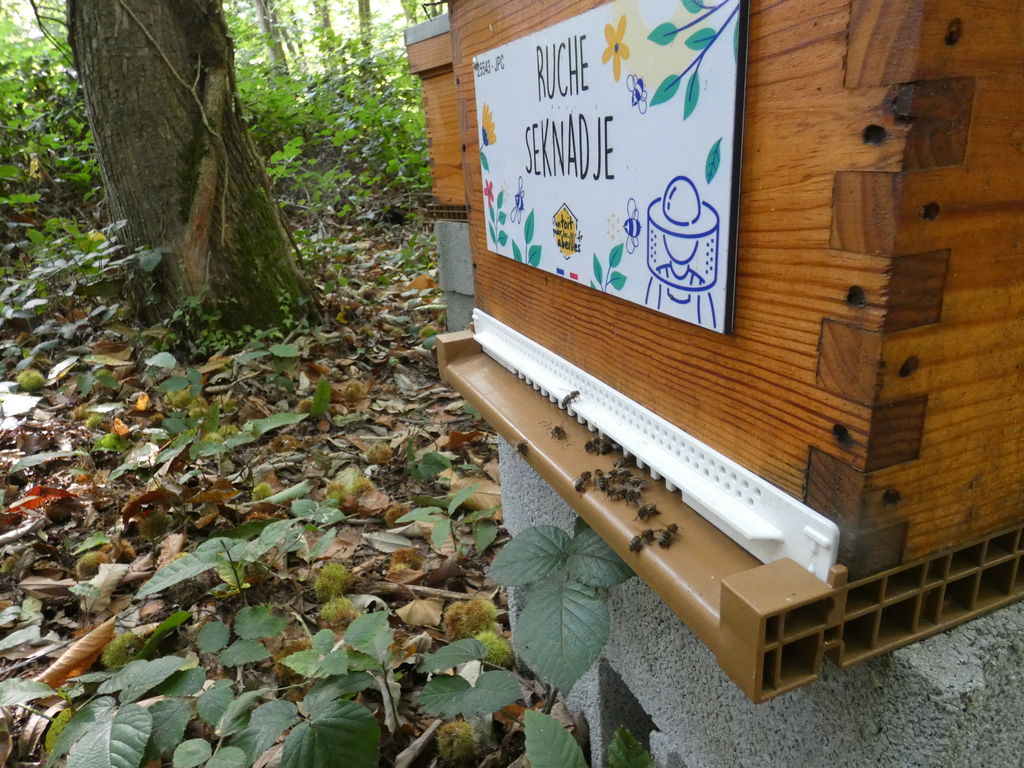 La ruche Seknadje