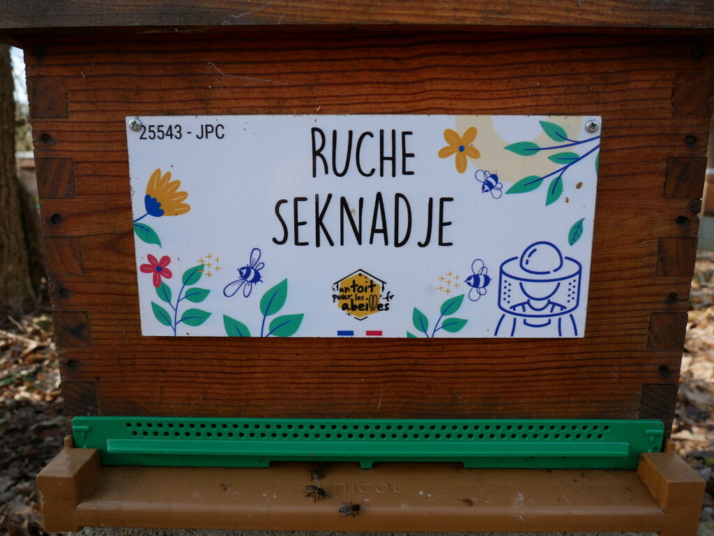 La ruche Seknadje