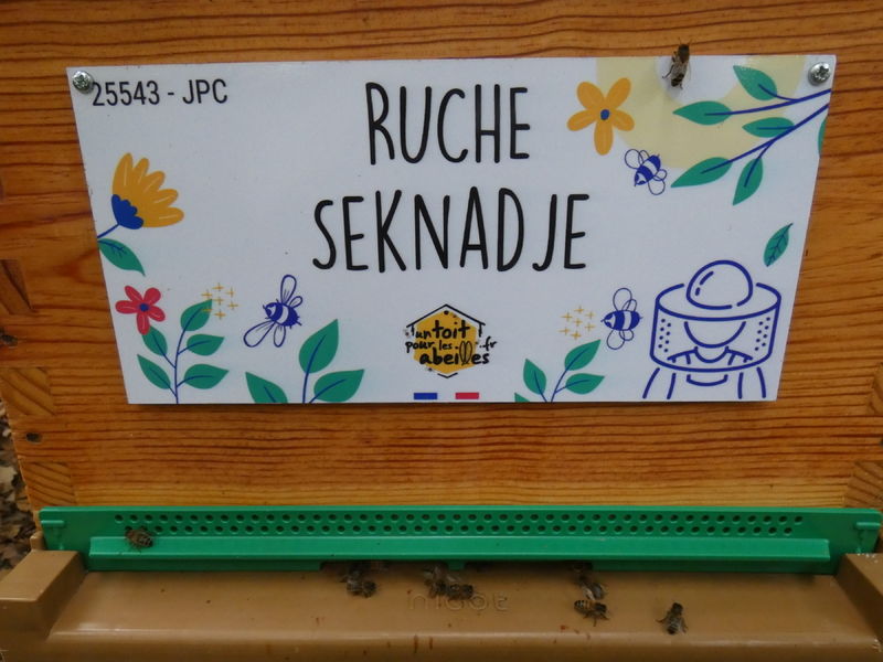 La ruche Seknadje