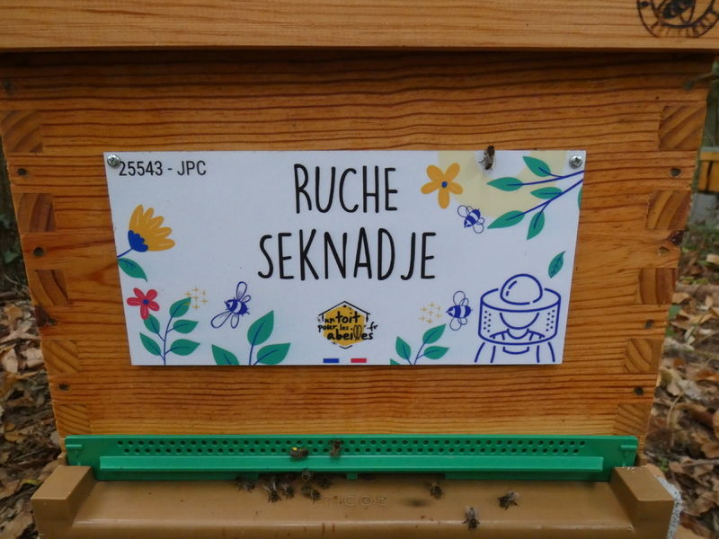 La ruche Seknadje