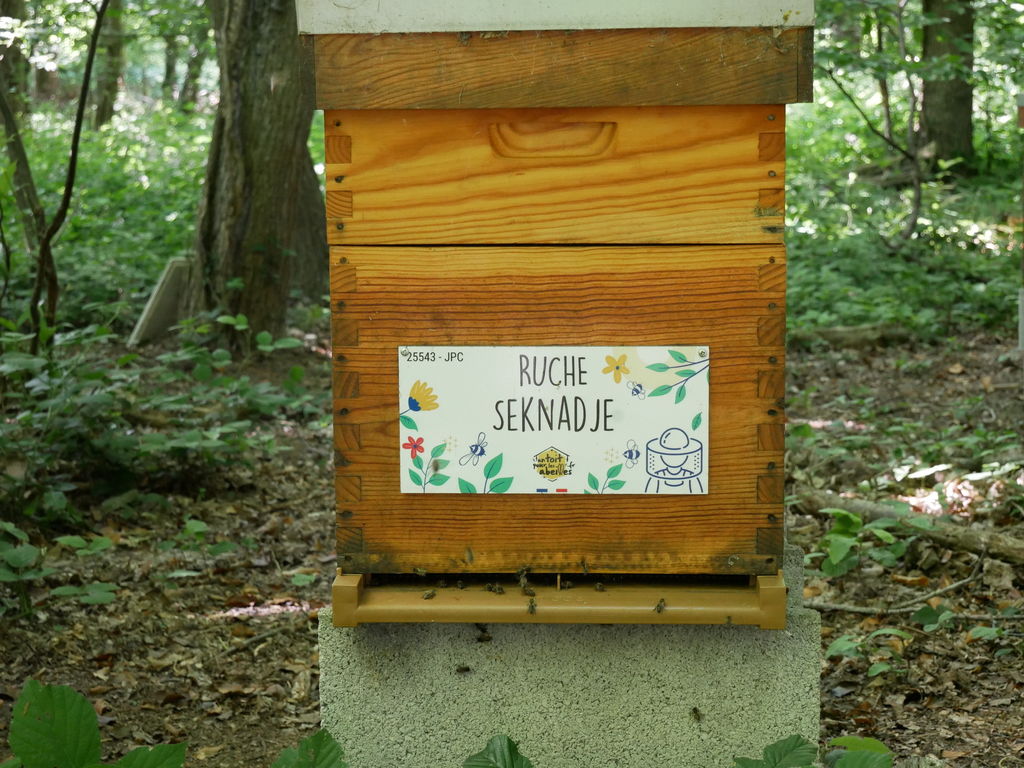 La ruche Seknadje