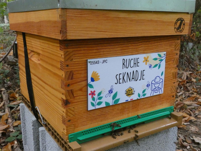 La ruche Seknadje