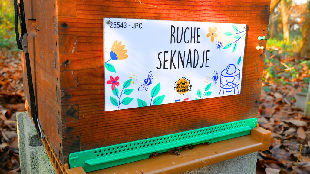 La ruche Seknadje