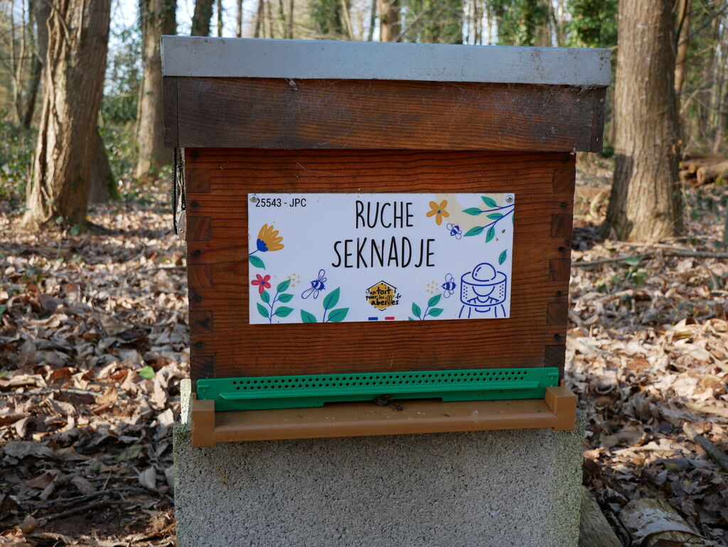 La ruche Seknadje